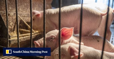 are pigs in china infected with coronavirus
